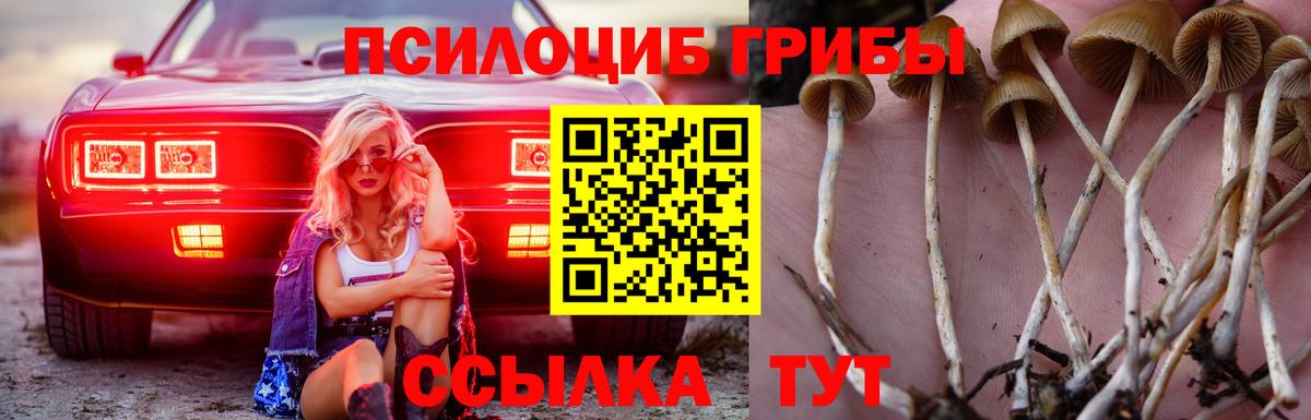 Осинники  закладки  Вход с VPN  Псилоцибиновые грибы Magic Shrooms 